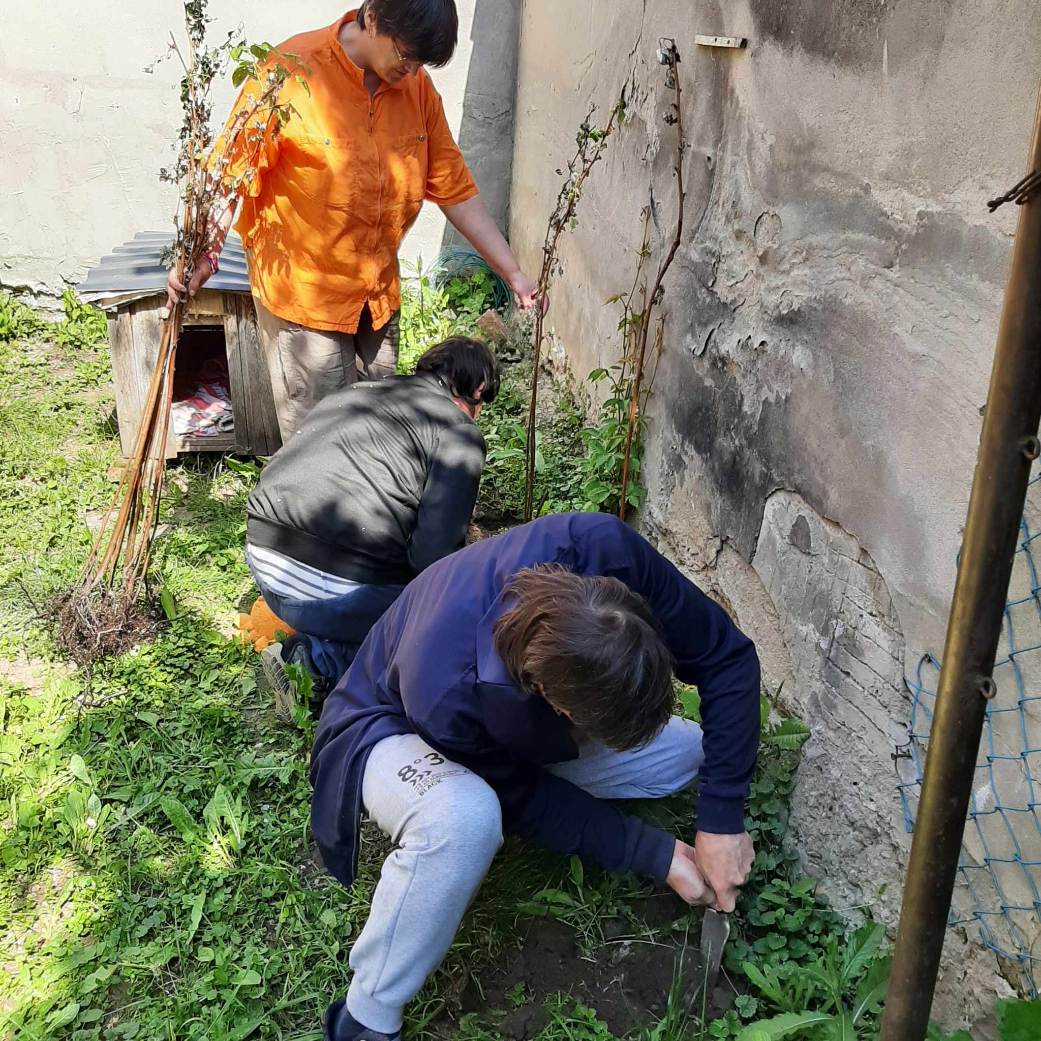 Málnát ültettünk